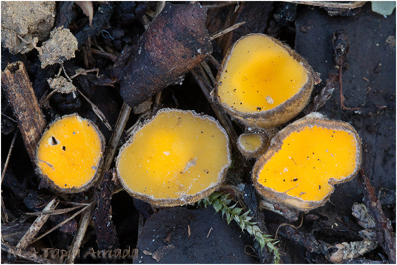 Chaetothiersia cupressicola photo 1