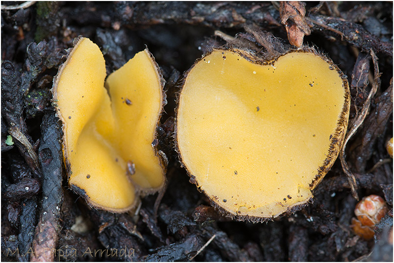 Chaetothiersia cupressicola photo 2