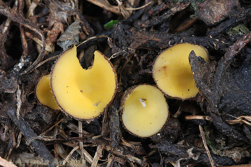 Chaetothiersia cupressicola photo 3