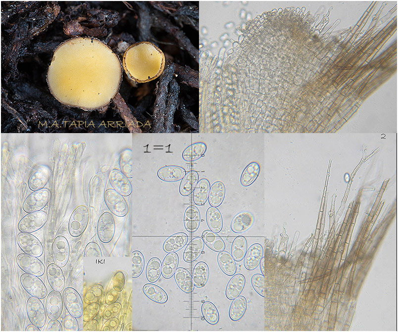 Chaetothiersia cupressicola photo 4