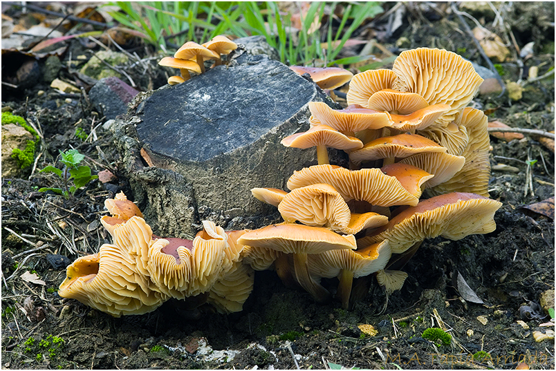 Flammulina velutipes photo