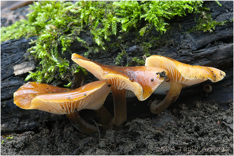 Flammulina velutipes photo 1