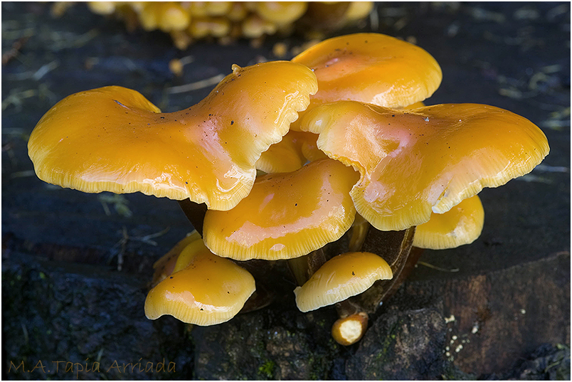 Flammulina velutipes photo 2