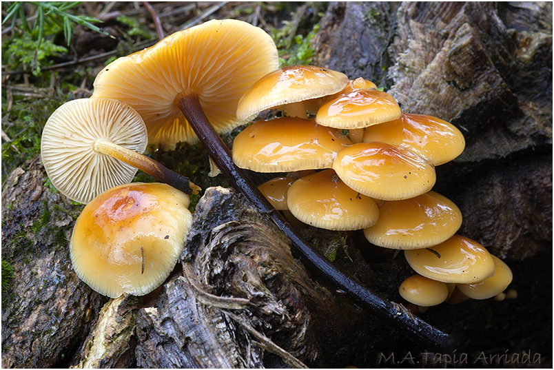 Flammulina velutipes photo 3