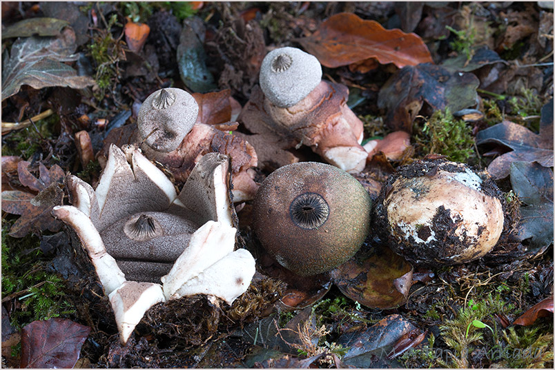 Geastrum berkeleyi photo 1