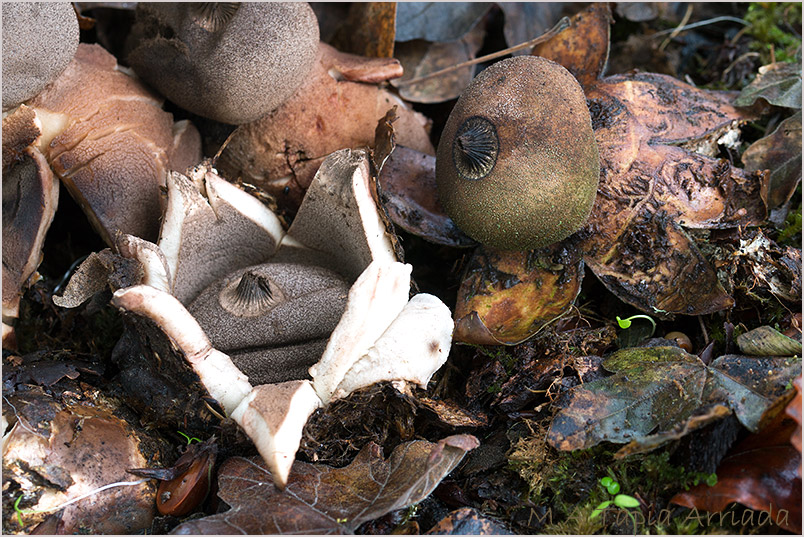 Geastrum berkeleyi photo 2