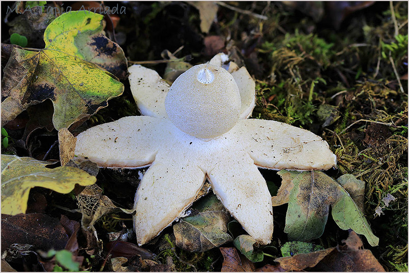 Geastrum berkeleyi photo 3