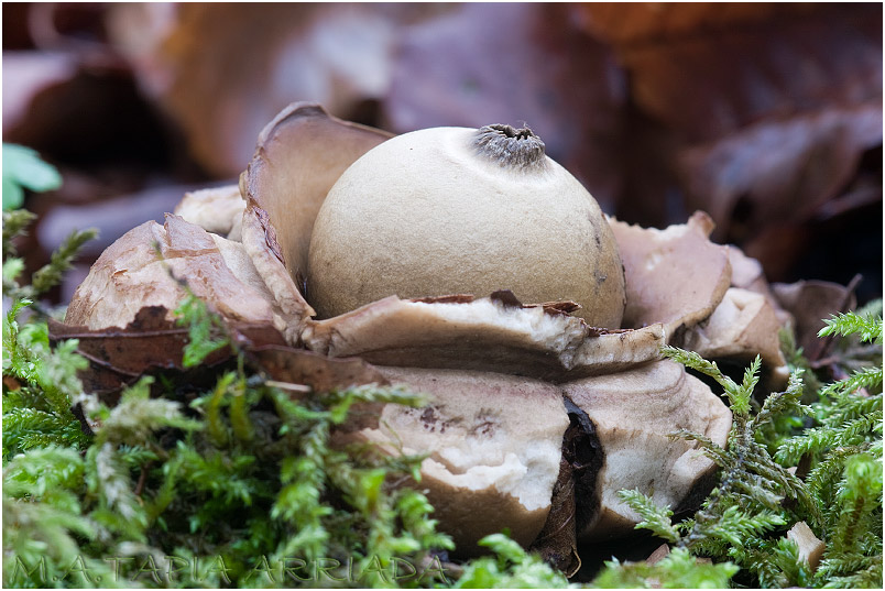 Geastrum triplex photo 1