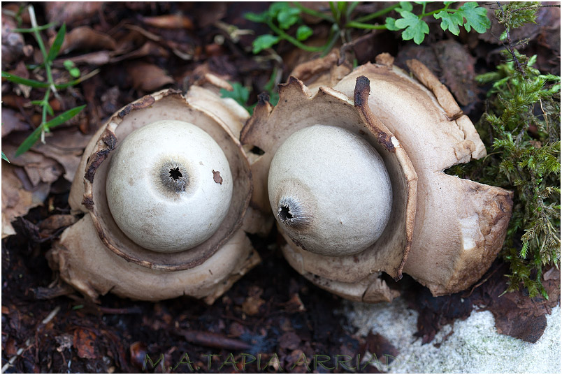 Geastrum triplex photo 2