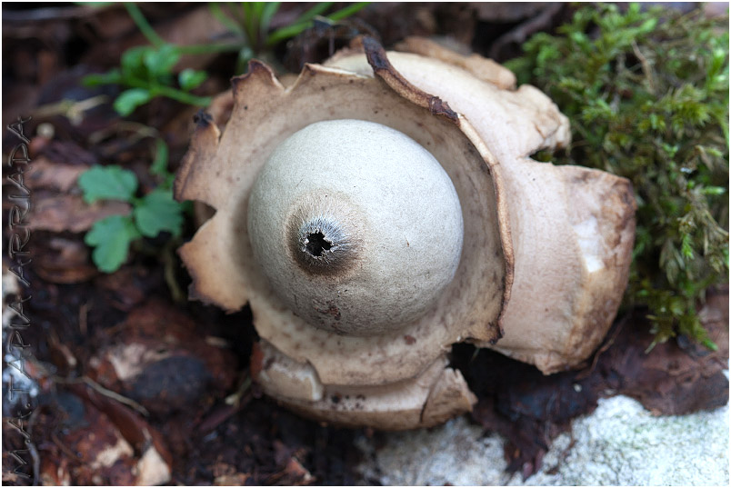 Geastrum triplex photo 3