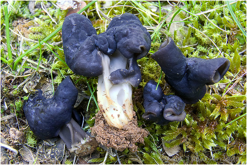 Helvella lacunosa photo 1