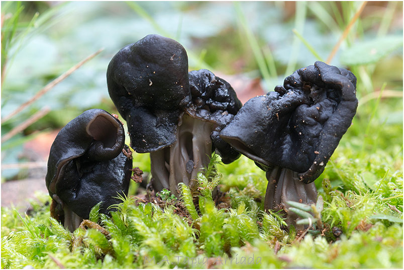 Helvella lacunosa photo 2