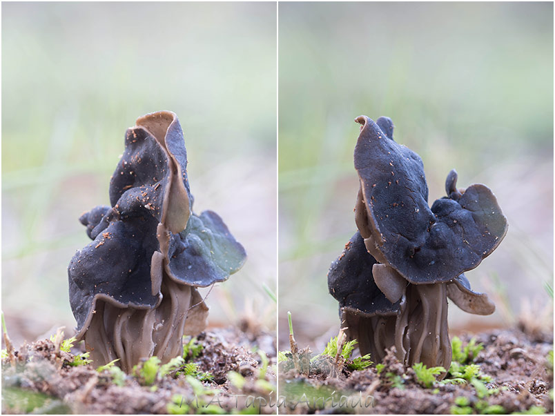 Helvella lacunosa photo 3