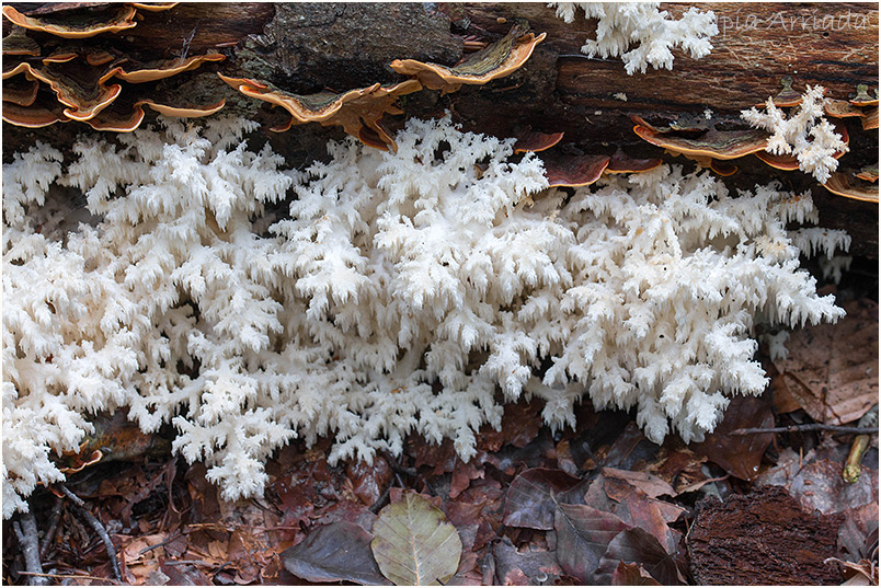 Hericium coralloides photo 1