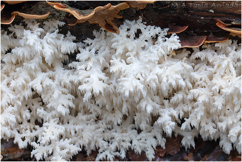 Hericium coralloides photo 2