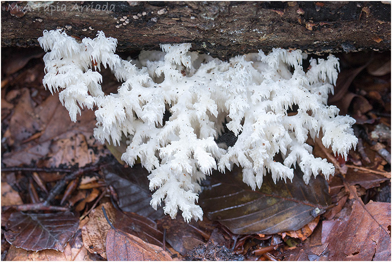 Hericium coralloides photo 3