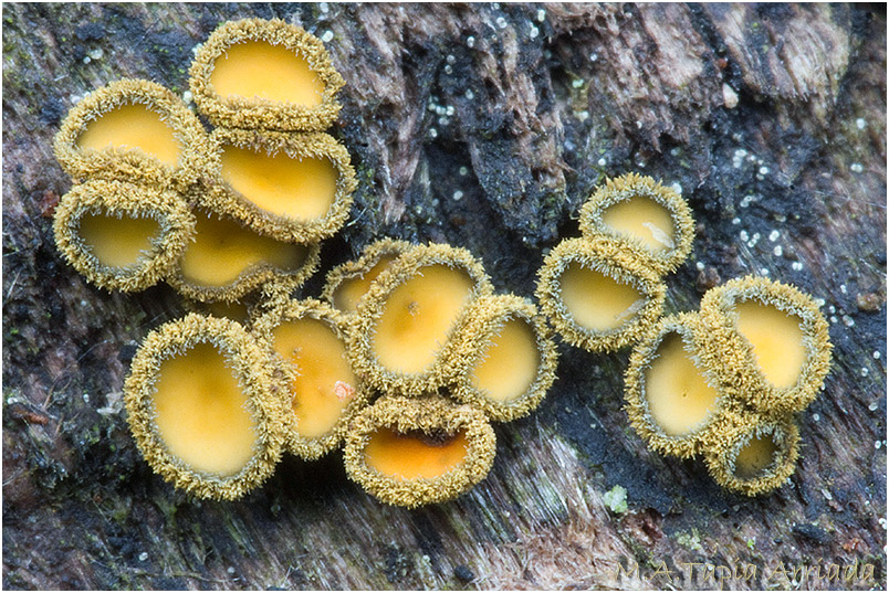 Neodasyscypha cerina photo 4