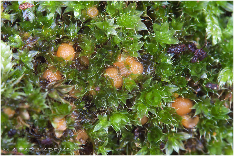 Octospora axillaris photo 1