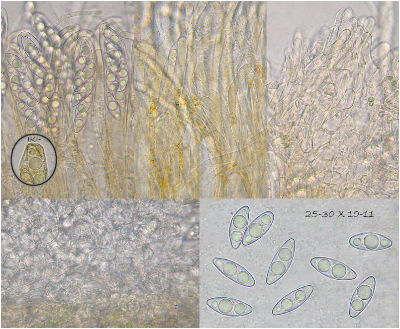 Octospora axillaris photo 4