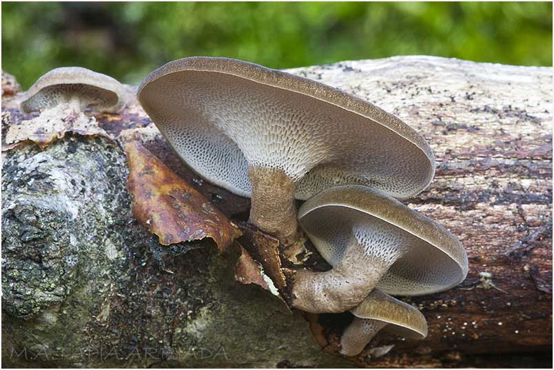 Polyporus brumalis photo 1