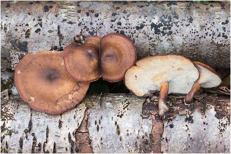 Polyporus brumalis photo 2