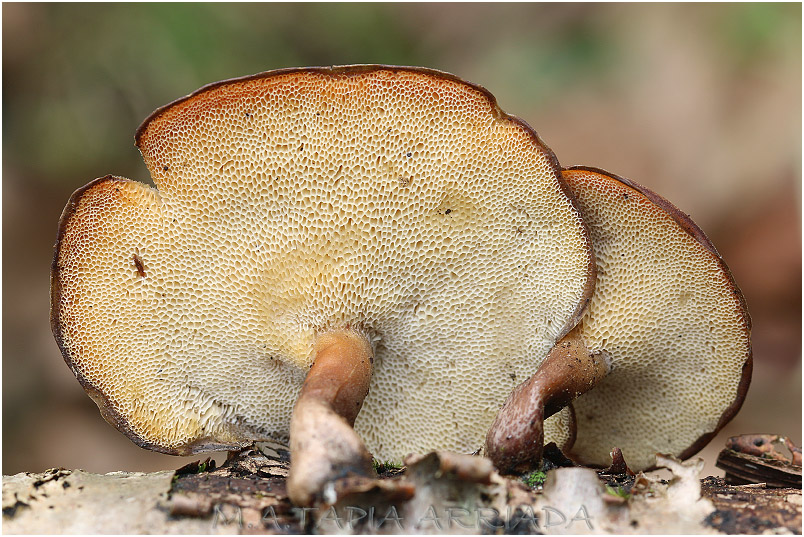 Polyporus brumalis photo 3