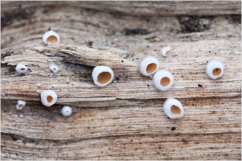 Schizophyllum amplum photo 1