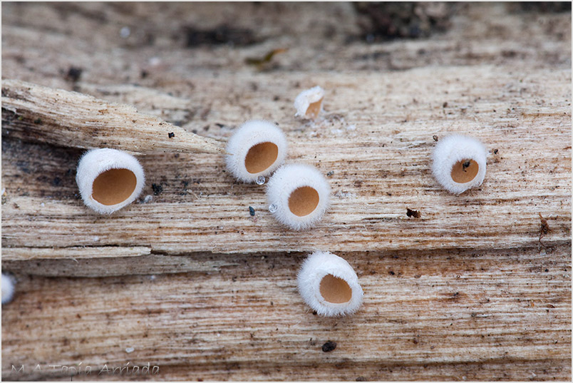 Schizophyllum amplum photo 2