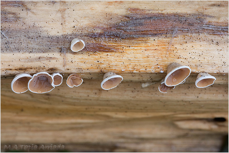 Schizophyllum amplum photo 3