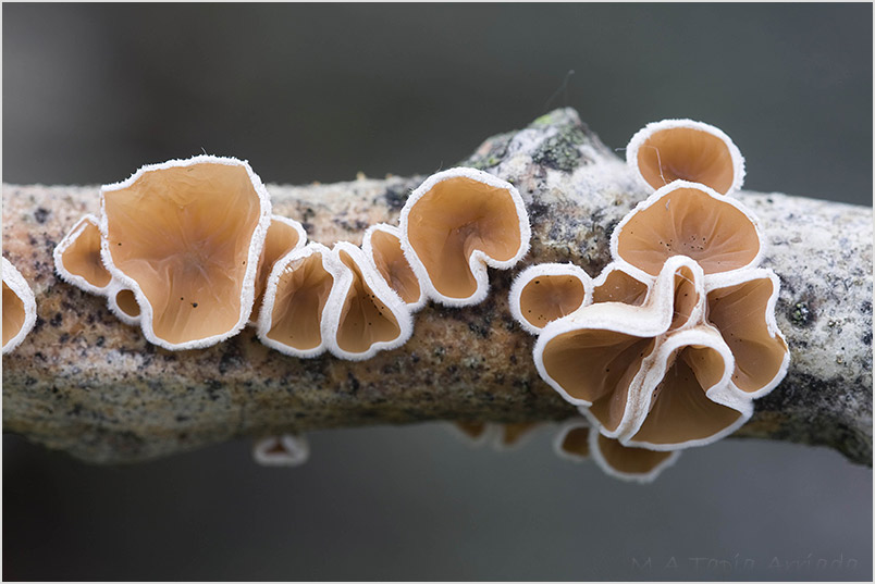 Schizophyllum amplum photo 4