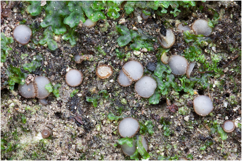 Trichophaea woolhopeia photo 2