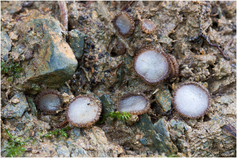 Trichophaea woolhopeia photo 3