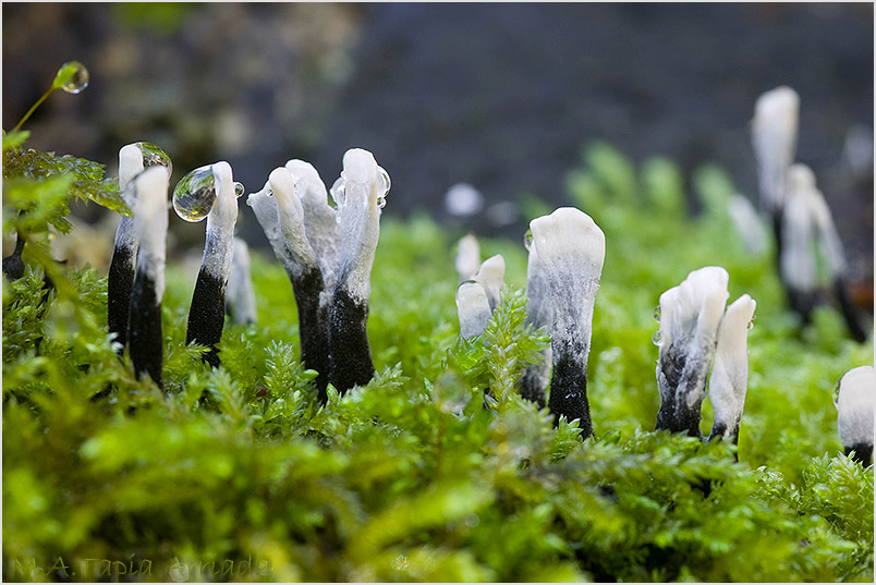 Xylaria hypoxylon photo 1