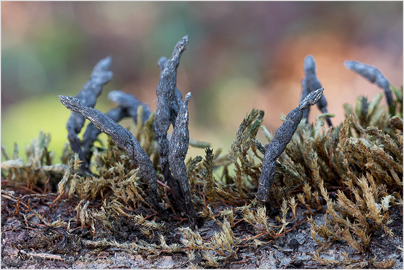 Xylaria hypoxylon photo 2