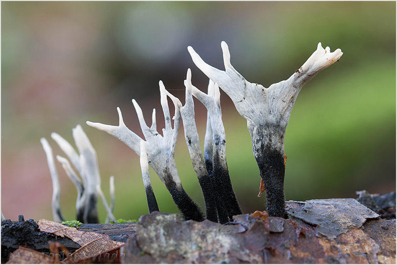 Xylaria hypoxylon photo 4