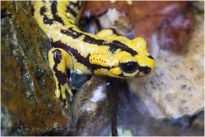 Salamandra salamandra 2