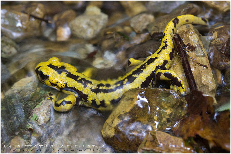 Salamandra salamandra 3