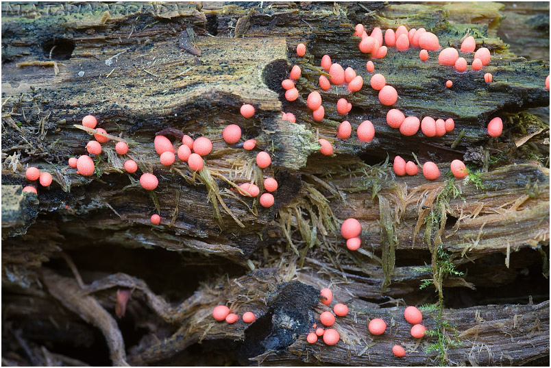 Lycogala conicum photo 1