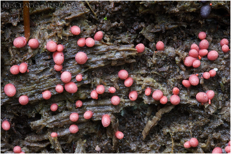 Lycogala conicum photo 2