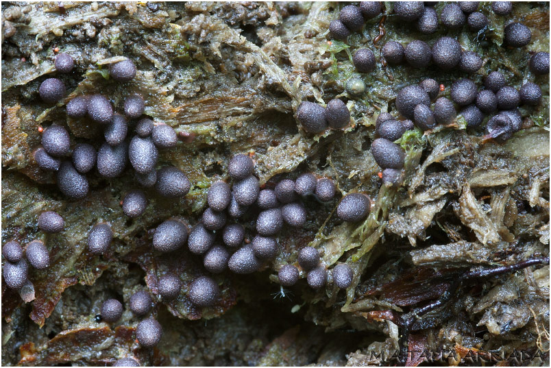 Lycogala conicum photo 4