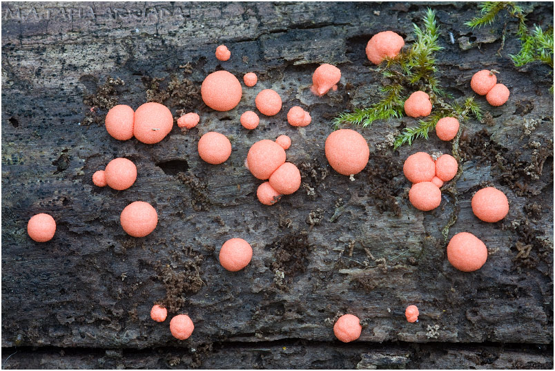 Lycogala epidendrum photo 1