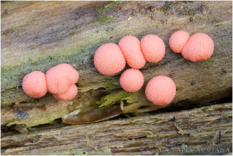 Lycogala epidendrum photo 2