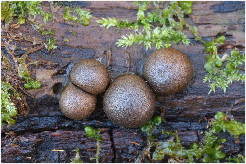 Lycogala epidendrum photo 6