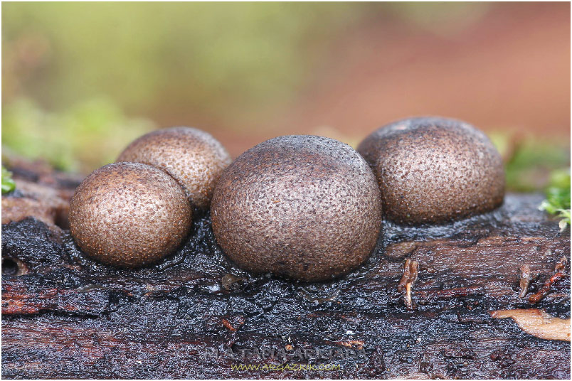 Lycogala epidendrum photo 7