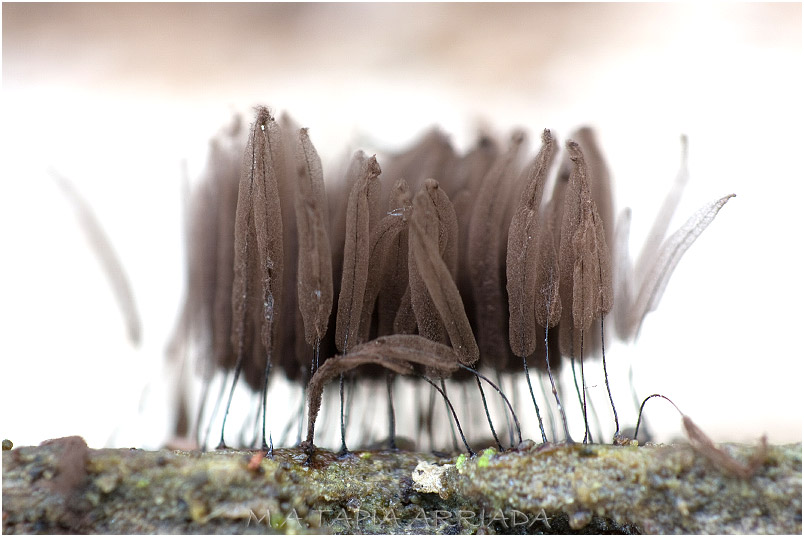 Stemonitis flavogenita photo 1