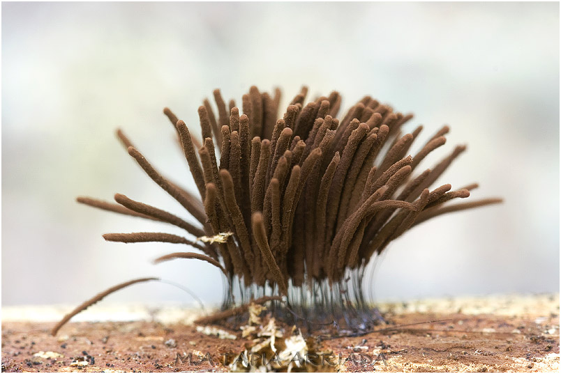 Stemonitis flavogenita photo 2