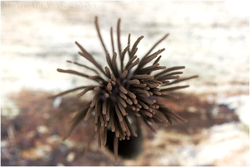 Stemonitis flavogenita photo 3