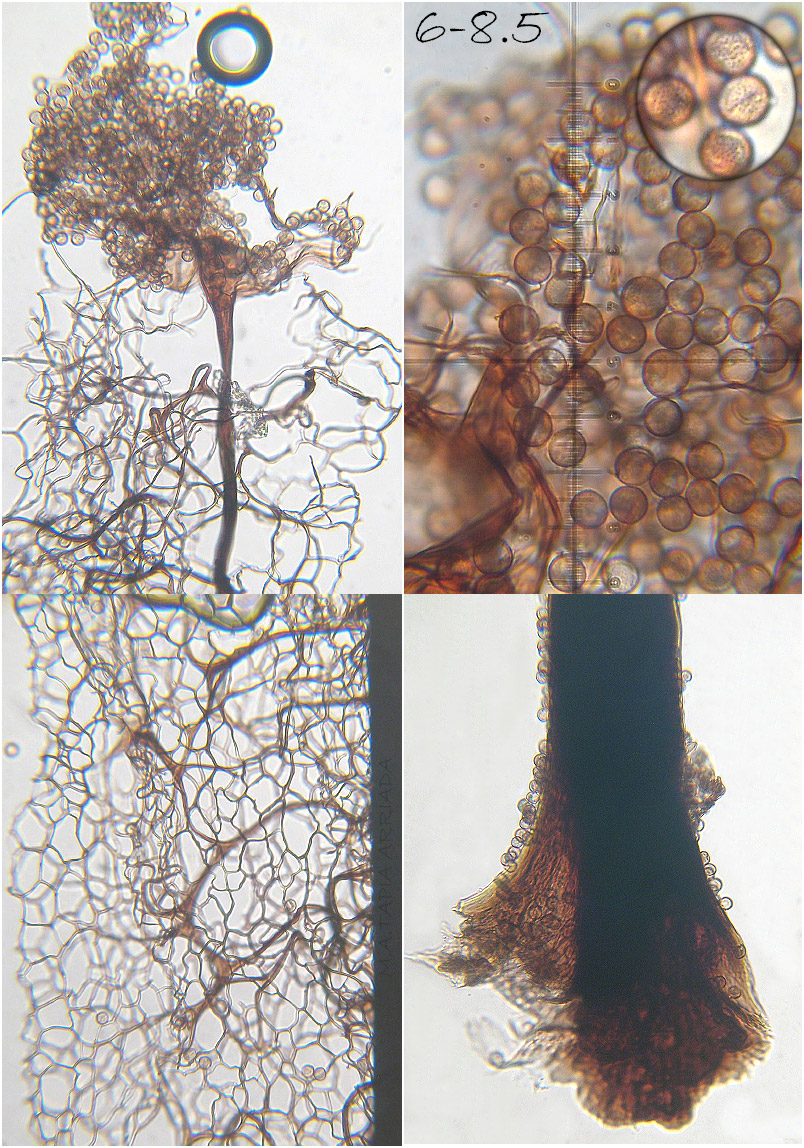 Stemonitis flavogenita photo 4