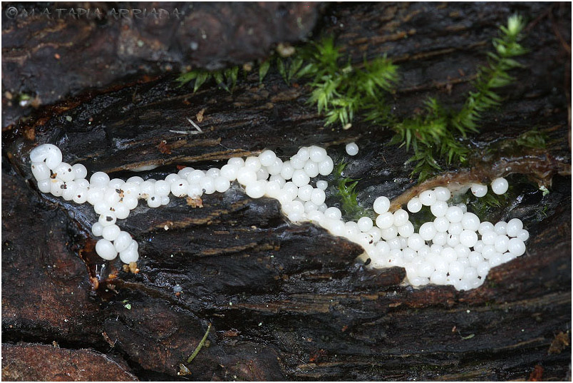 Trichia scabra photo 1