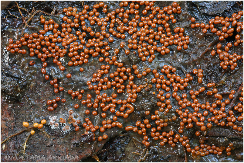 Trichia scabra photo 3